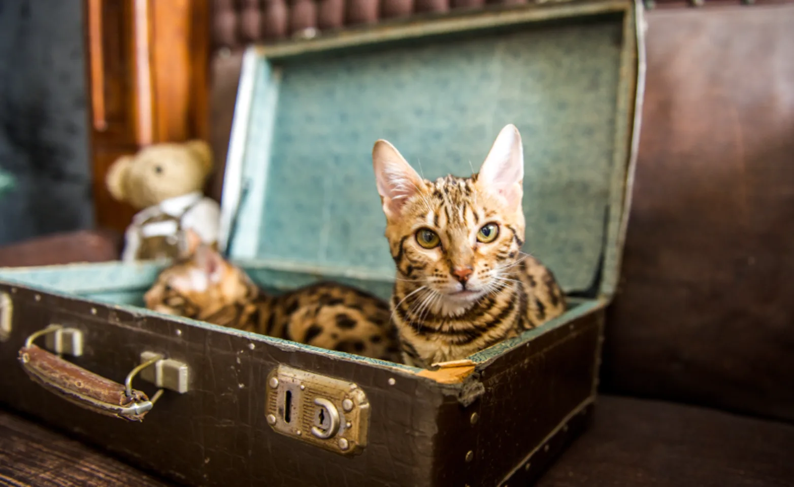 Two calico cats are sitting inside an old brown luggage. 